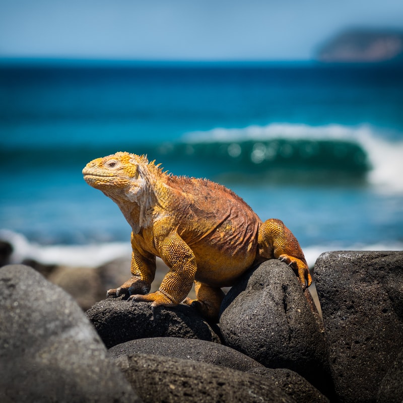 A visit to the Galápagos Islands, Ecuador brings you in contact with pure wildlife, like the typical Iguana