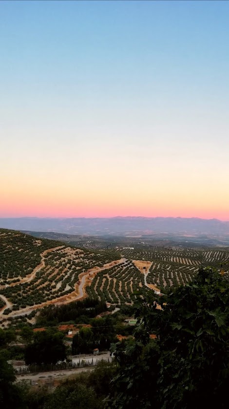 On our way to Úbeda, we passed valleys full of olive trees.