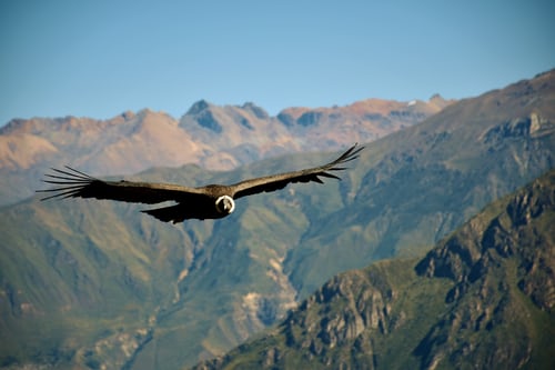 The Andean Condor in full flight