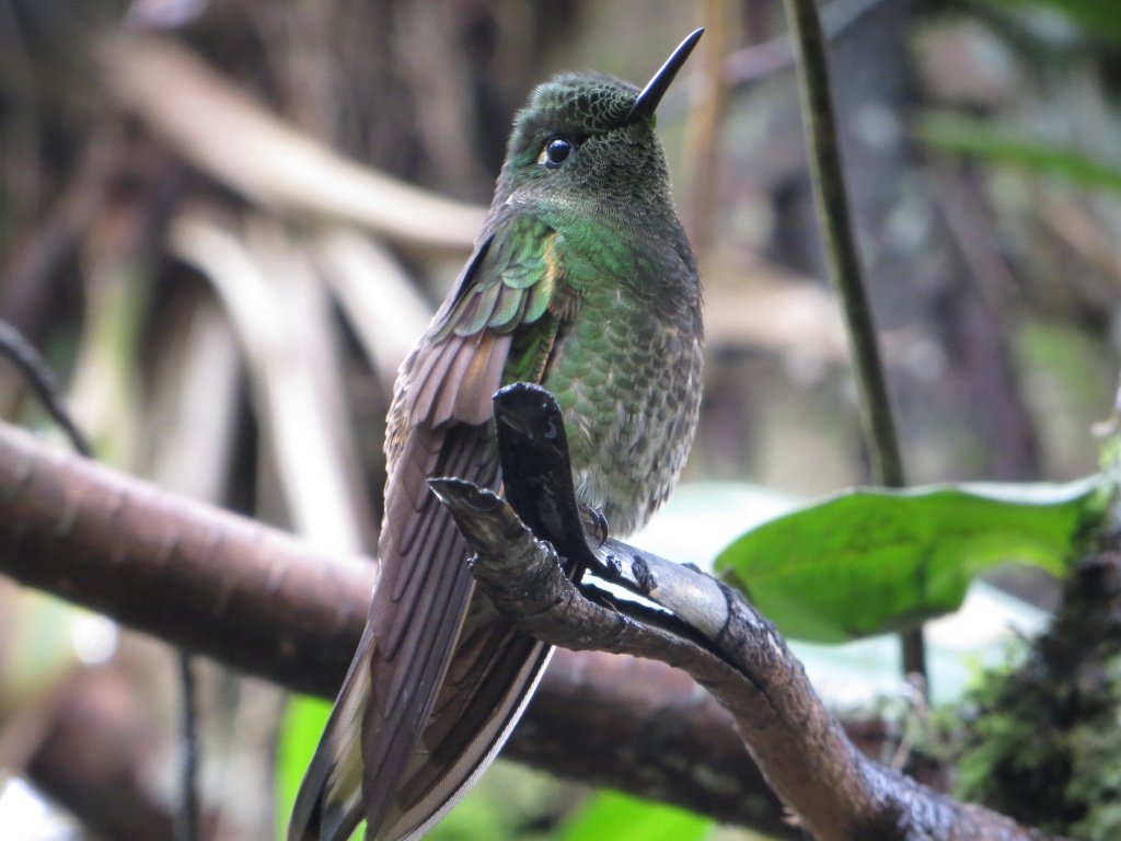 The typical hummingbird of the high Andes in Ecuador