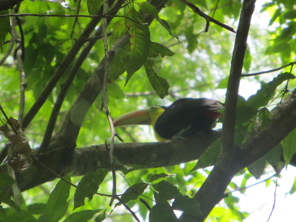 Toucan spotted during our last visit to the Maya ruins of Tikal