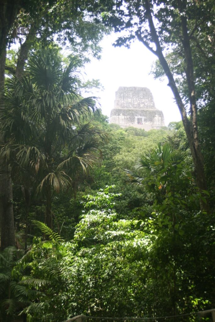 A view of Temple IV through jungle vegetation