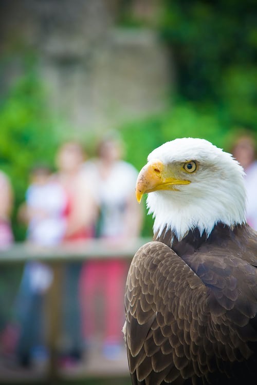 The American Bald Eagle, star of the flight show in the Condor Park, above Otavalo.