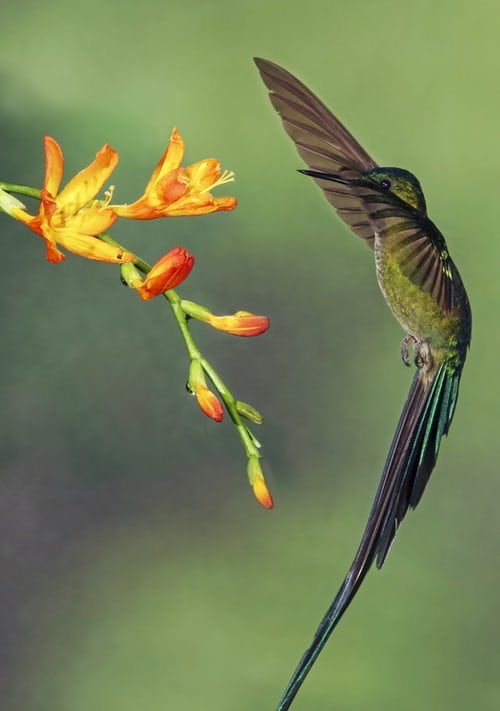 Picaflor, hummingbird, Ecuador