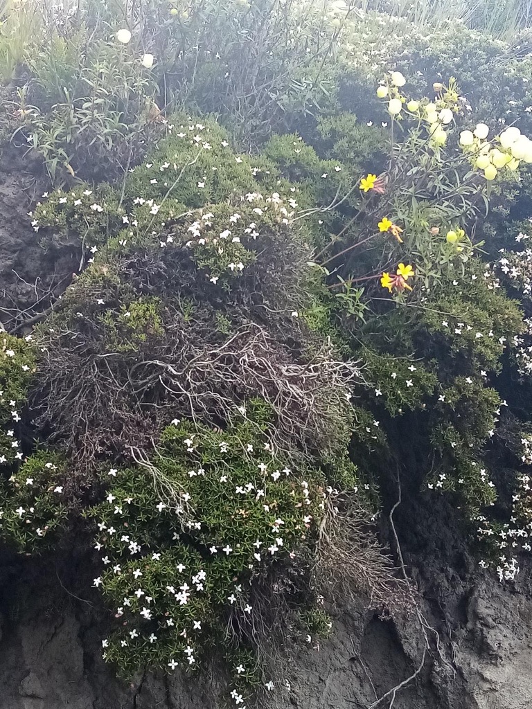 High altitud vegetation in Pambamarca area, Cayambe.