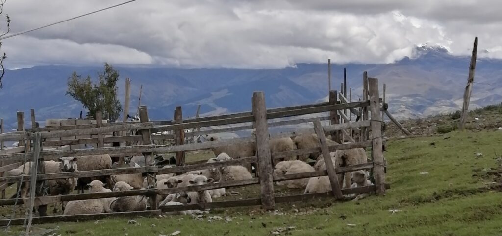 A lot of farmers in the Pambarmarca area hold sheep. 