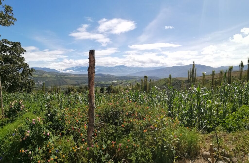 Field of mais. In the background the Chota Valley. A view can expect when you visit Chachimbiro.