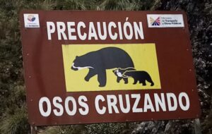 Sign post indicating the possibilities of the Andean Bear crossing the road to Papallacta.