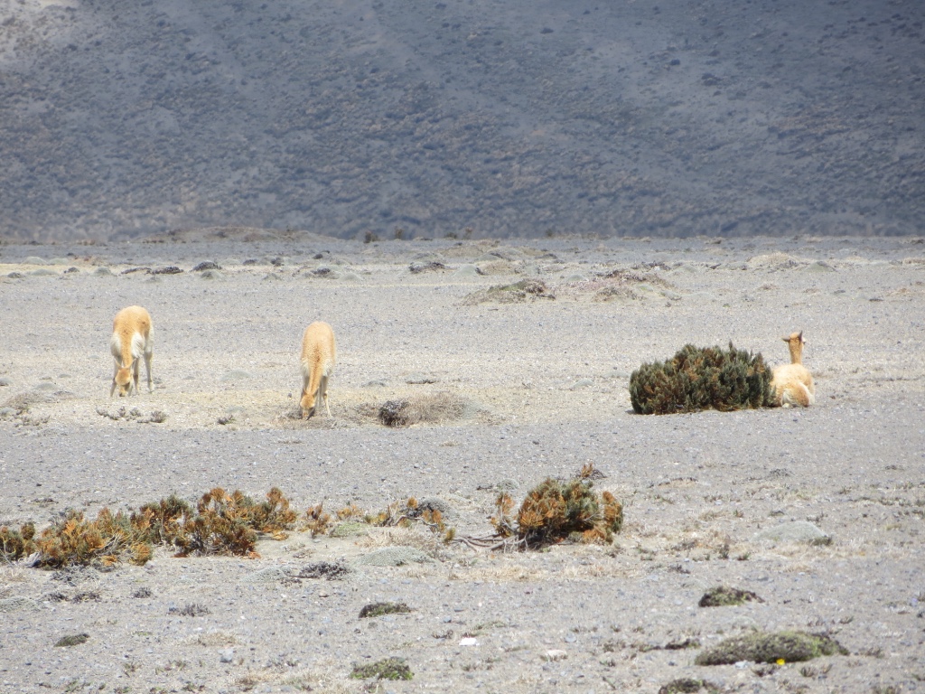 During your visit to Mt. Chimborazo you will surely spot some vicuñas, like these three. 