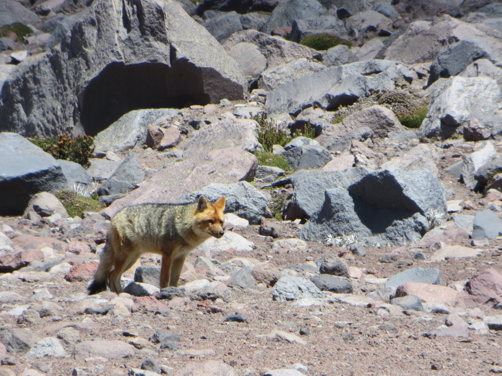 A fox near the first refuge of Mt. Chimborazo. Spotted during a visit to the volcano.