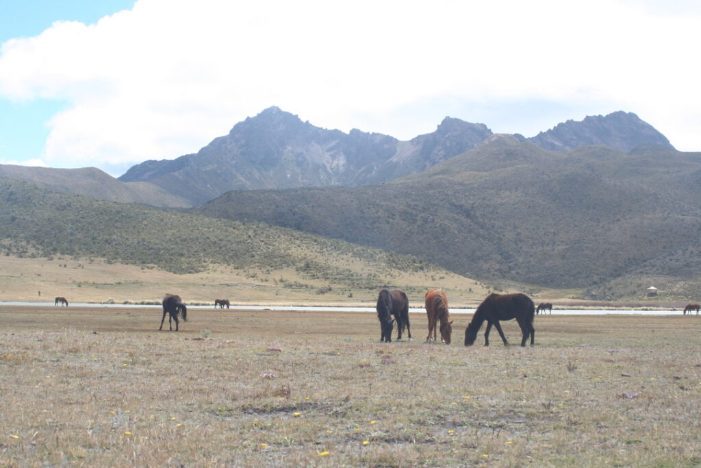 Wild horses near Laguna Limpiopungo in the National Park  Cotopaxi.If you visit Laguna Limpiopungo in Parque Nacional Cotopaxi, there’s a good chance of spotting wild horses. Mt. Rumiñahui in the background. 