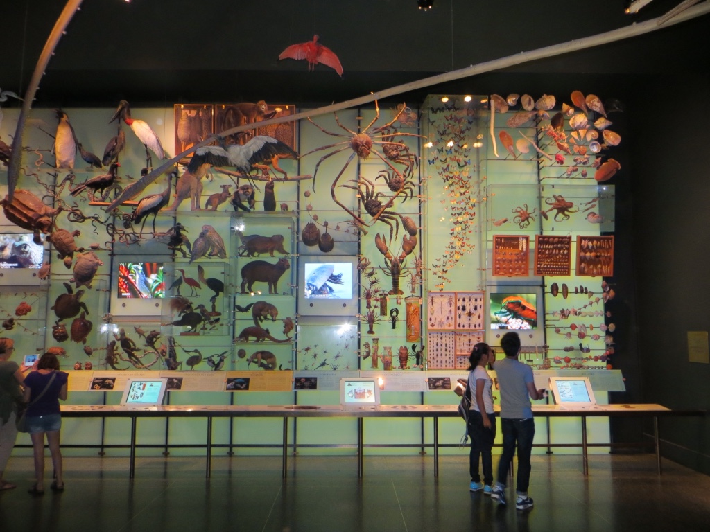 Impressions of our visit to the Museum of Natural History, Manhattan, New York. 