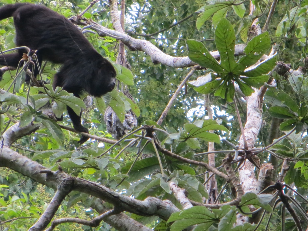 Howler monkey in the trees around the Maya-temples of Yaxhá, Guatemala. Looks like the male leader.