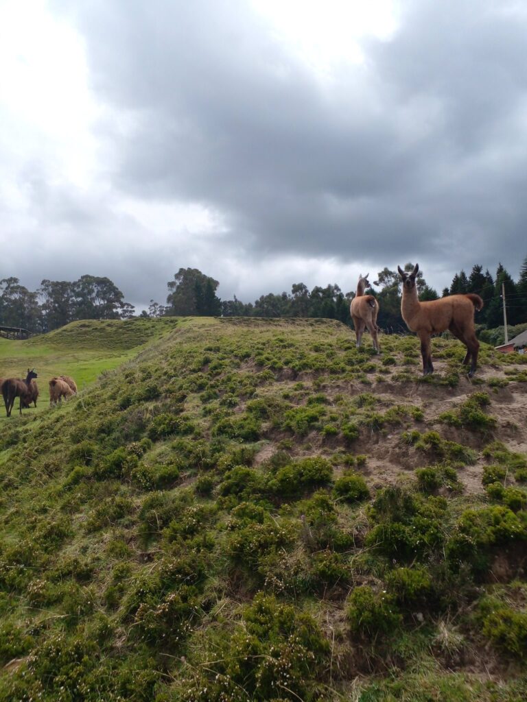 Llamas at the Cochasqui Archeological site. 
