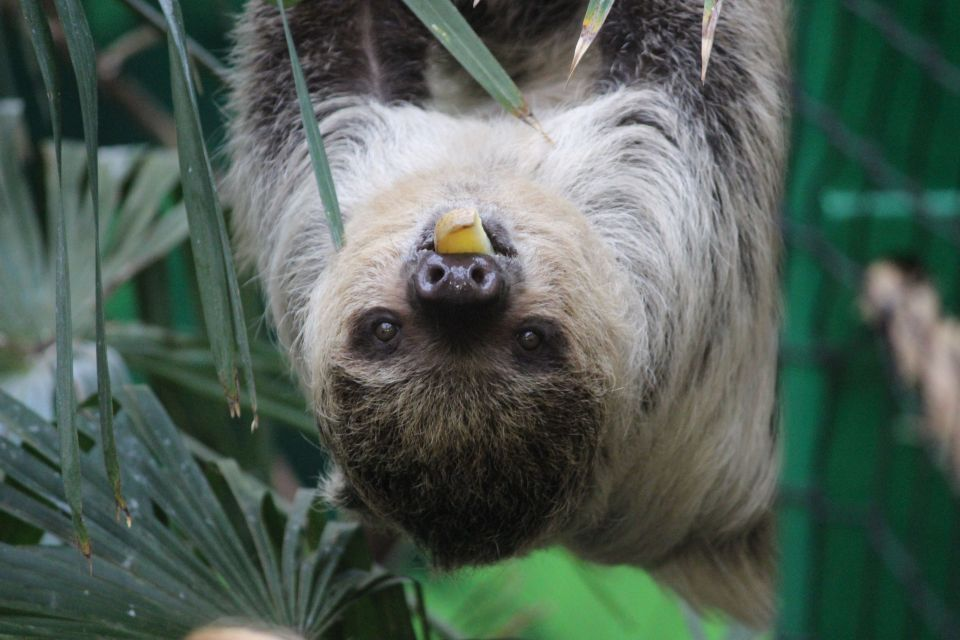 Animals at the Edinburgh Zoo. A sloth.