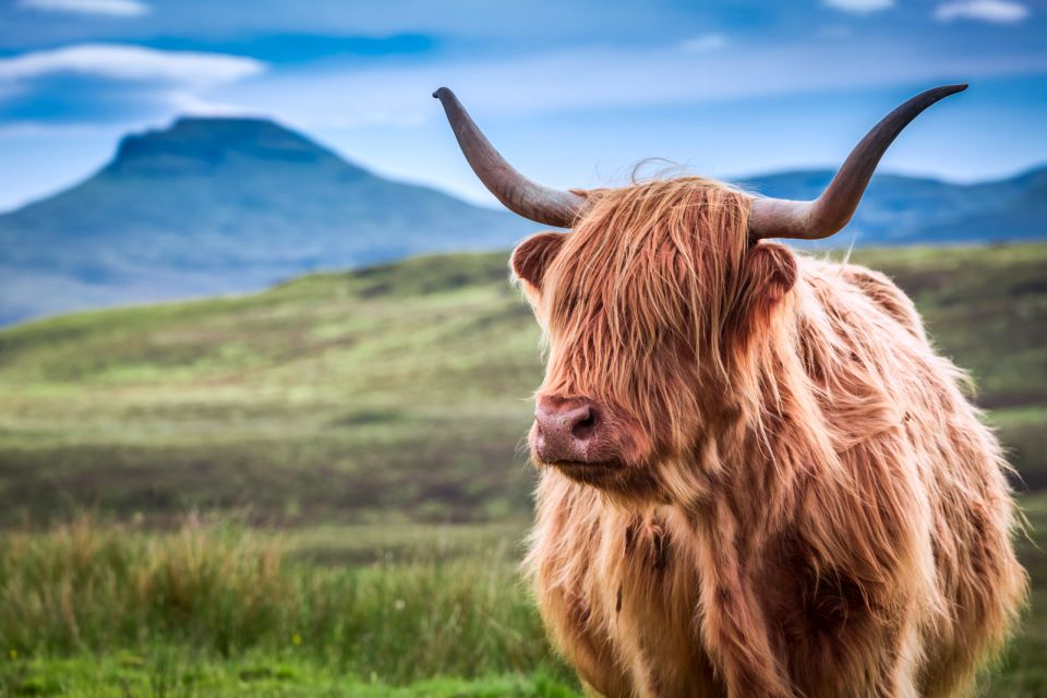 Impressions of the Isle of Skye region, Scotland. Highland Cow.
