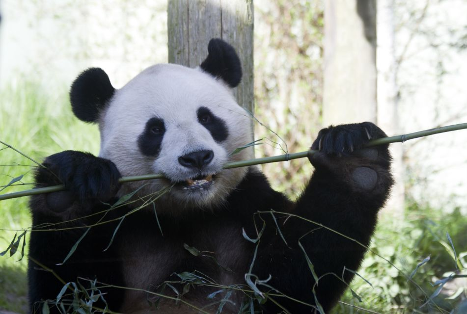 Animals at the Edinburgh Zoo. A panda bear. 