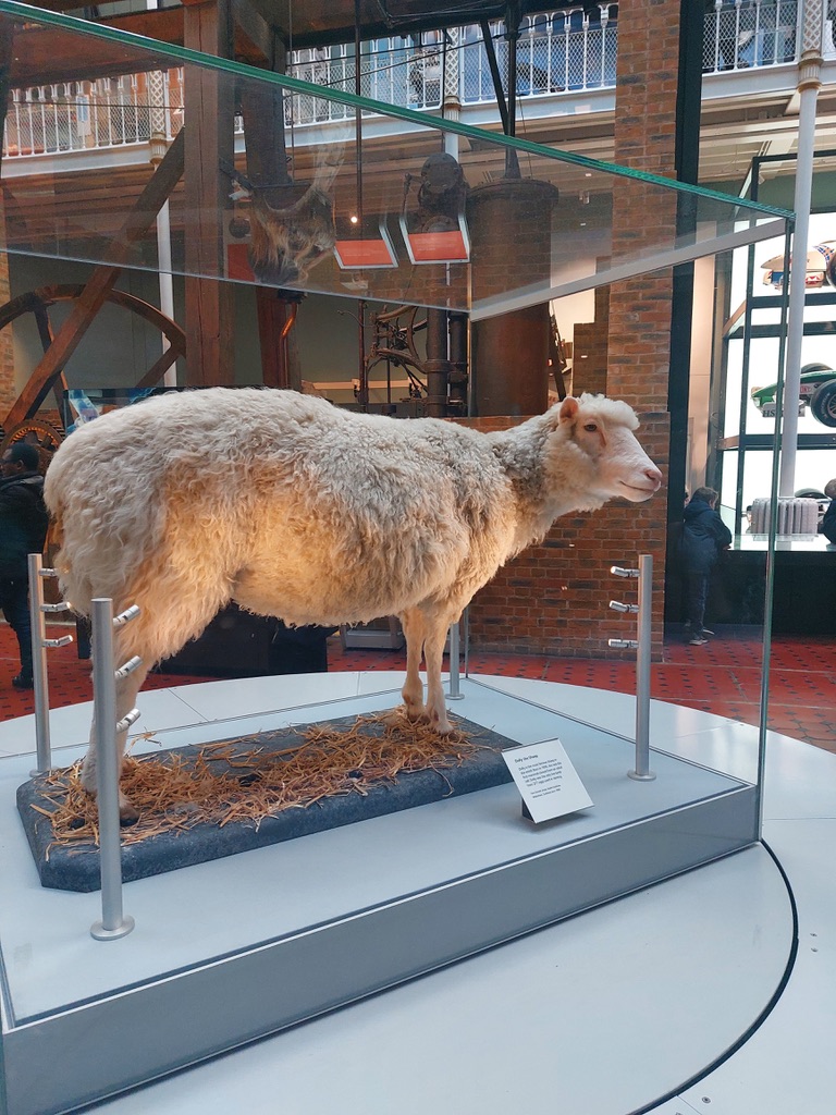 Impressions of the National Museum of Scotland, Edinburgh. Dolly the first cloned sheep. 