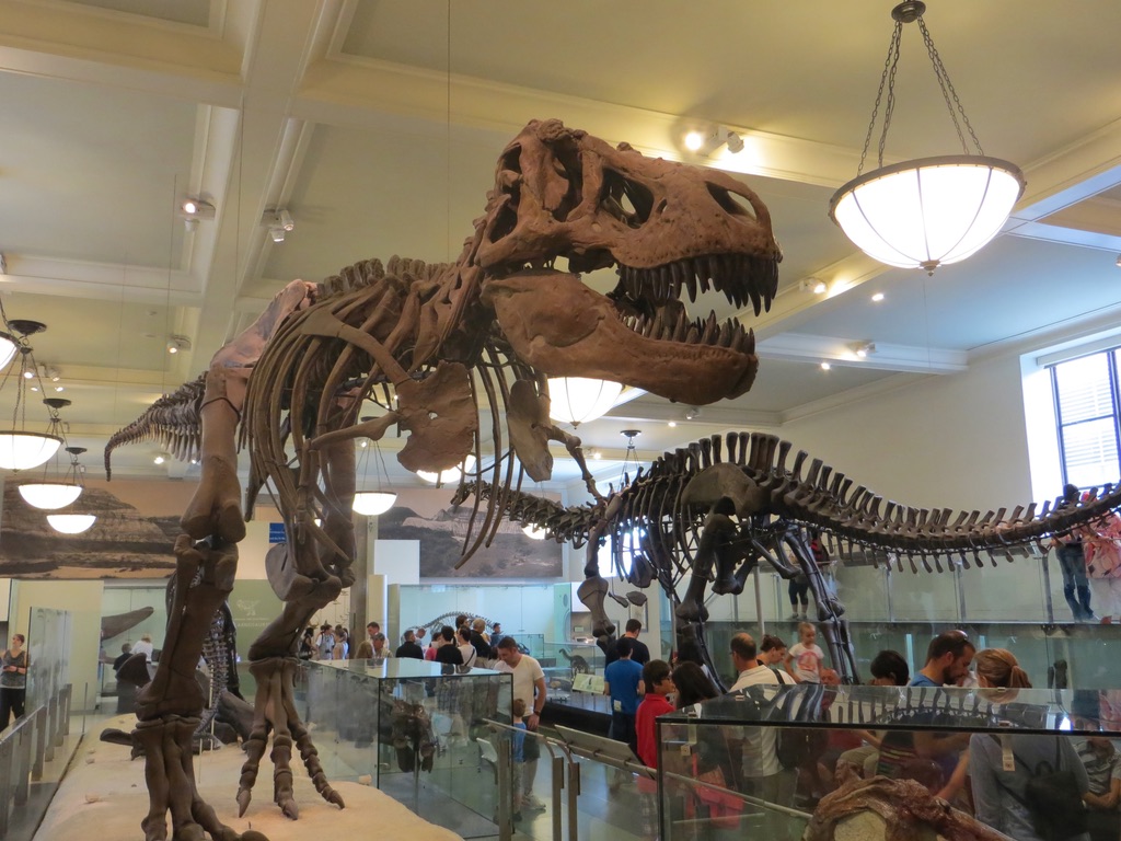 Dinosaur skeletons at the Museum of Natural History, Manhattan, New York.