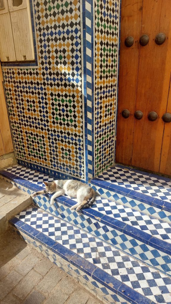 Typical image when you visit the medina of Fez. A cat sleeping on the steps of tiled doorway. 