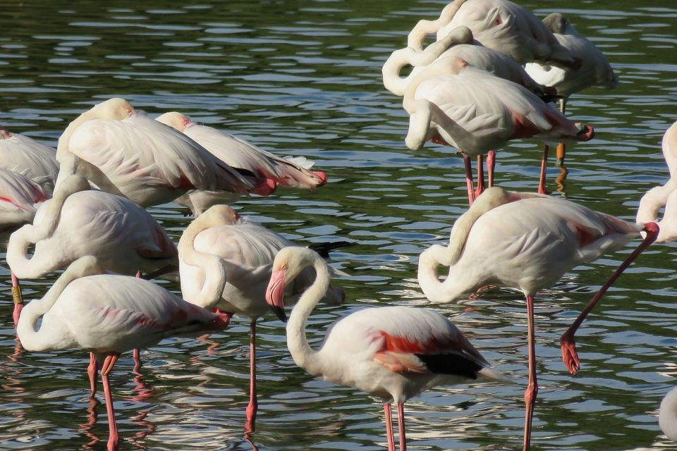 Spotting flamingos in the Doñano National Park near Seville, Spain. 