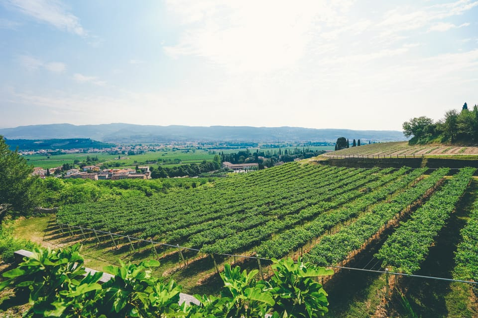 Vineyard in the the Vapolicella wine region near Verona. 