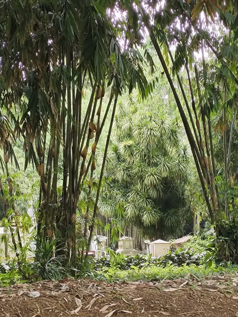 A visit to the old cemetery in the center of the Botanical garden in Bogor.