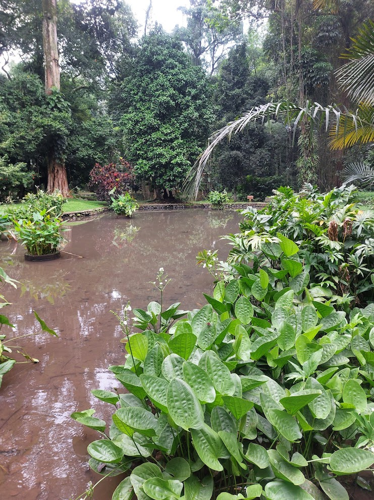Bogor's Botanical garden.