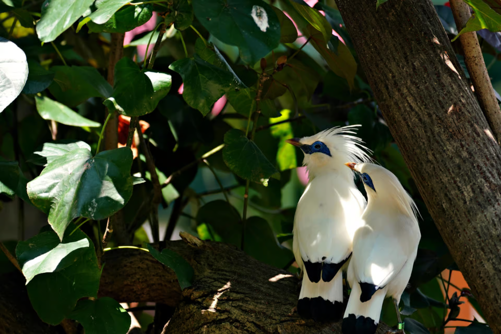 A pair of beautiful Jalak Bali or Bali Myna, one of the most exotic birds on Bali.